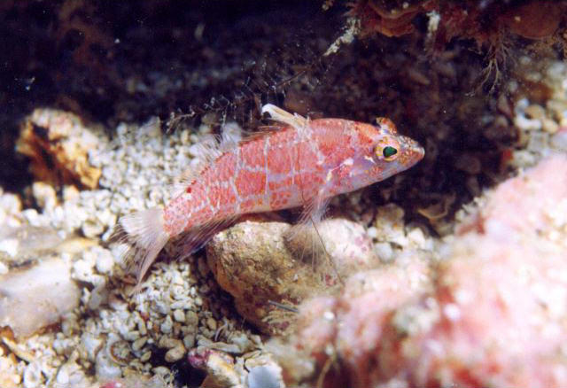 Plectranthias inermis